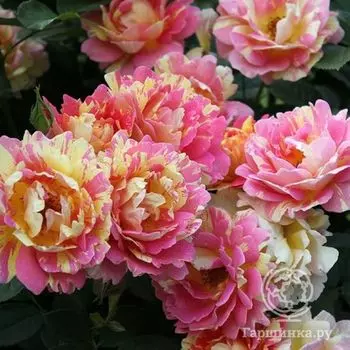 Роза Роз де Cистерсьян, Дельбар