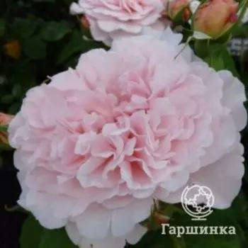 Роза Роз де Толбиак плетистая, Воронежский питомник роз