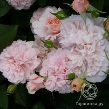 Роза Роз де Толбиак, Топалович