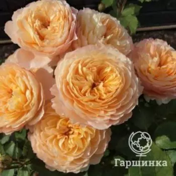 Роза Роз Де Жерберуа