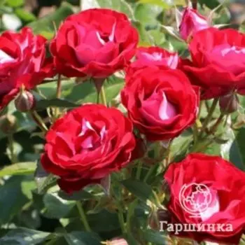 Роза Роз Дер Айнхайт, Питомник Розы Фокино