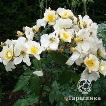 Роза Розалита, Питомник роз