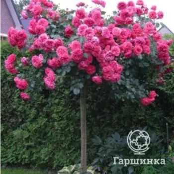 Роза Розариум Ютерсен на штамбе 100 см