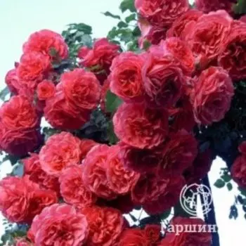 Роза Розариум Ютерсен