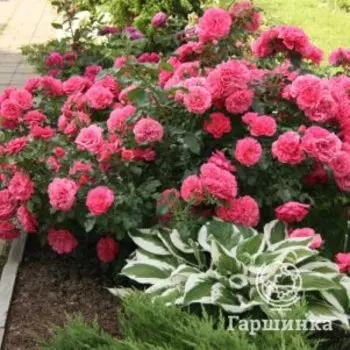 Роза Розариум Ютерсен плетистая, Тантау