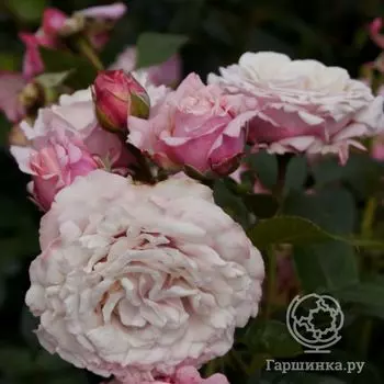 Роза Розенфасцинацион флорибунда, Кордес