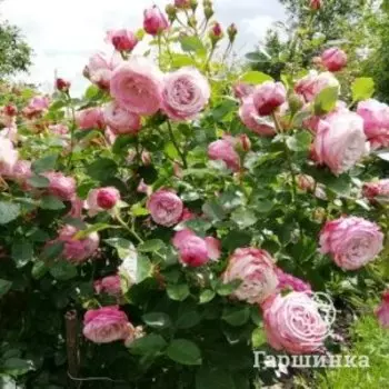 Роза Розенфасцинацион, Топалович