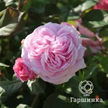 Роза Розенграфин Мари Генриэтта флорибунда, Питомник Розы Фокино