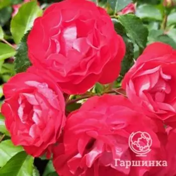 Роза Розиге Ландростай флорибунда