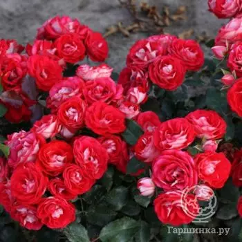 Роза Розиге Ландростай, Кордес