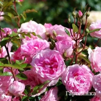 Роза Розрэ дю Шатле флорибунда