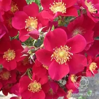 Роза Рубедо почвопокровная