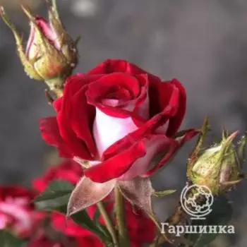 Роза Руби Стар