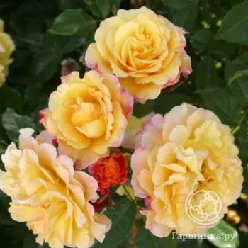 Роза Ругельда парковая, Кордес