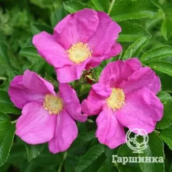 Роза-ругоза