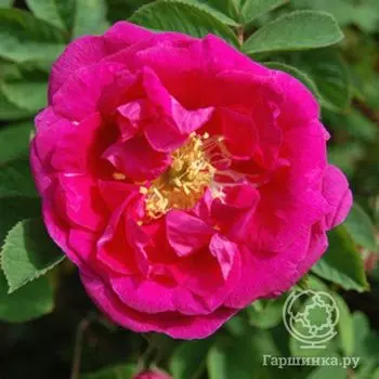 Роза Рут канадская парковая к/с