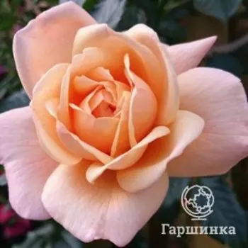 Роза Съюзи плетистая