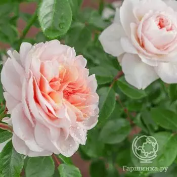 Роза Сабрина, Мейян