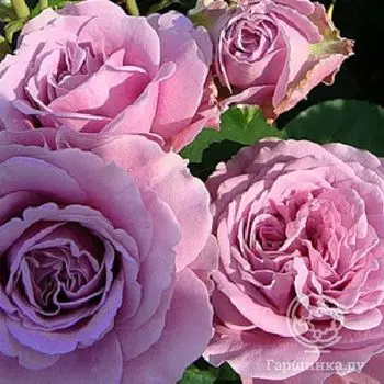 Роза Сачет флорибунда