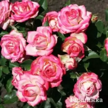 Роза Сафина