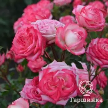 Роза Сафина, Питомник роз