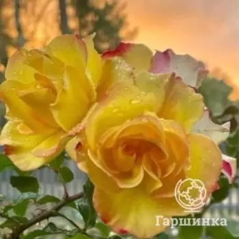 Роза Сахара шраб