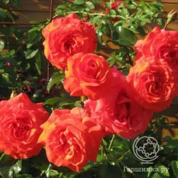 Роза Салита плетистая, Imperial Rose