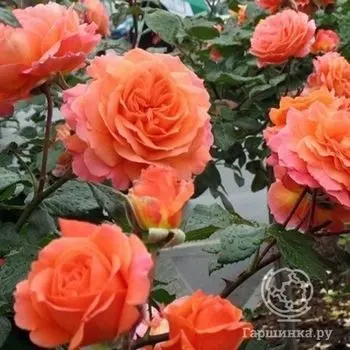 Роза Салмон кустарниковая, Imperial Rose