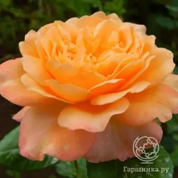 Роза Самаритан, Харкнесс