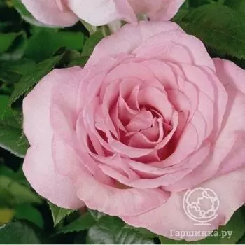 Роза Либра чайно-гибридная, Imperial Rose