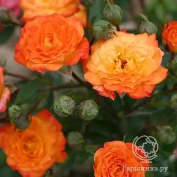 Роза Санмейд миниатюрная, Imperial Rose