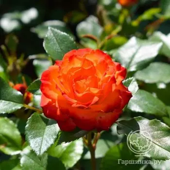 Роза Санмейд миниатюрная, Топалович