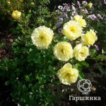Роза Санни Роуз почвопокровная, Питомник роз