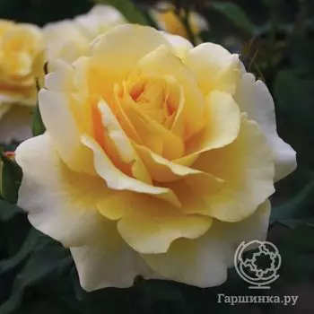 Роза Санни Скай, Кордес