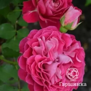 Роза Сантерей Де Лей Ле шраб