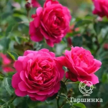 Роза Сэр Джон Бетджемен, Д.Остин кустарниковая