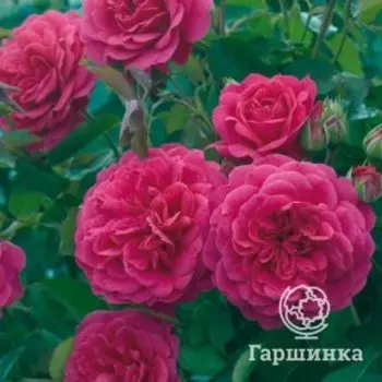 Роза Сэр Джон Бетджемен