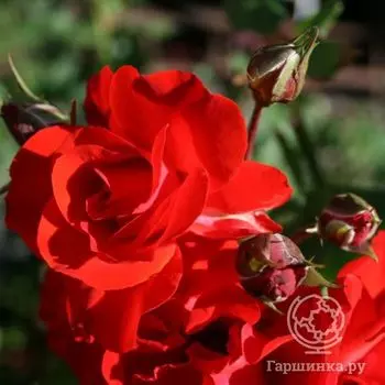 Роза Сатчмо флорибунда, Imperial Rose