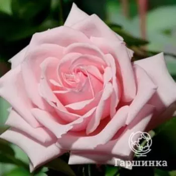 Роза Савой Хотел, Харкнесс