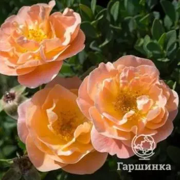 Роза Седана, Ноак