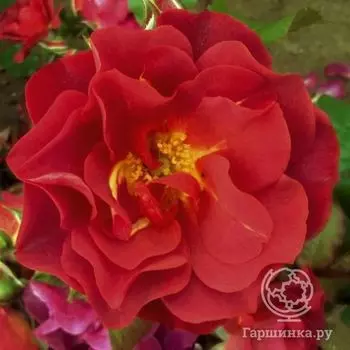 Роза Селебрейшен Тайм/Синко Де Майо, Викс