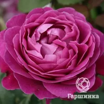 Роза Сент оф Вумен, Барни