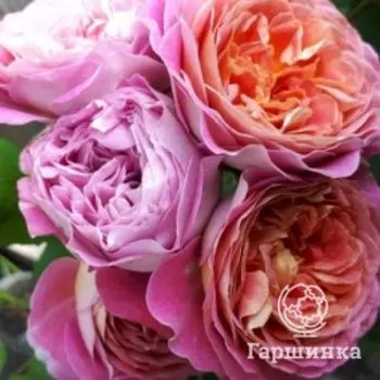 Роза Сентенер де Лейле, Питомник Розы Фокино