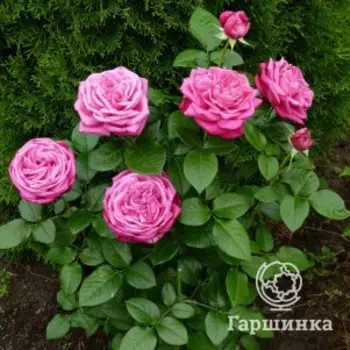 Роза Сентер Рояль чайно-гибридная, Тантау