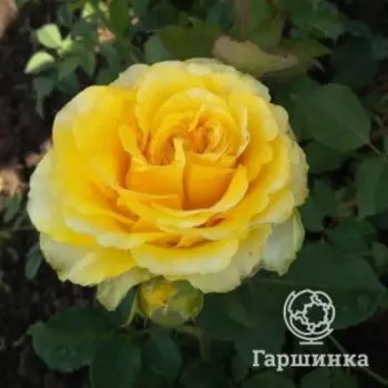 Роза Сфинкс, Питомник роз