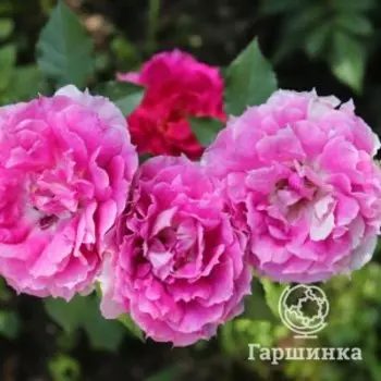 Роза Шахерезада
