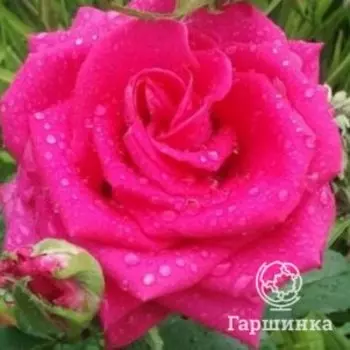 Роза Шакира