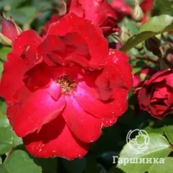 Роза Шамплейн канадская парковая