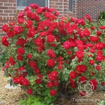 Роза Шамплейн канадская парковая к/с