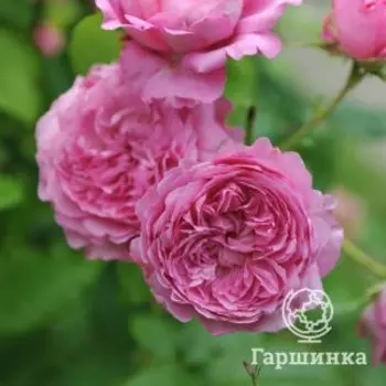 Роза Шанталь Мерье